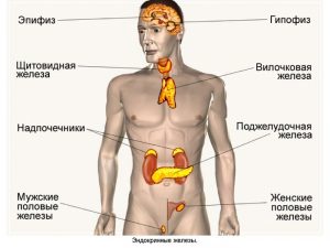 Изображение - Изменение давления человека endokrinnie-zhelezi-300x225