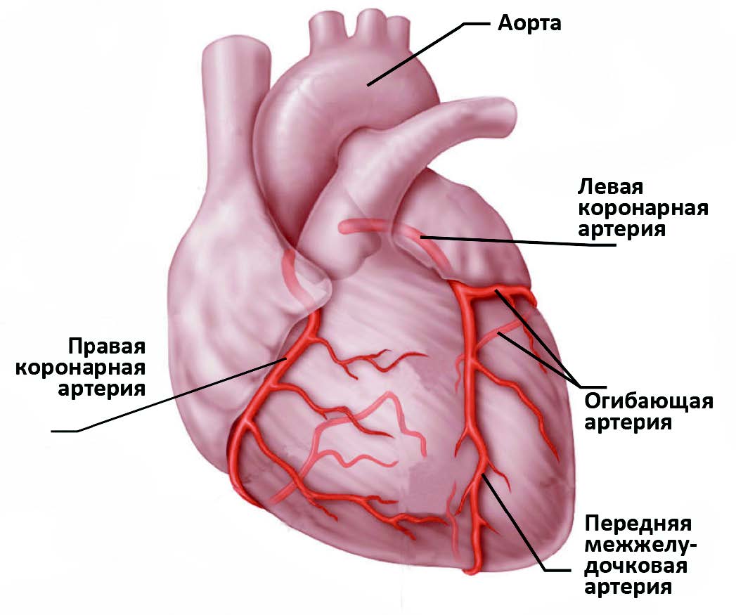 Участок ишемии. Правая венечная артерия анатомия. Правая венечная артерия сердца анатомия. Левая венечная артерия анатомия. Левая коронарная артерия анатомия.