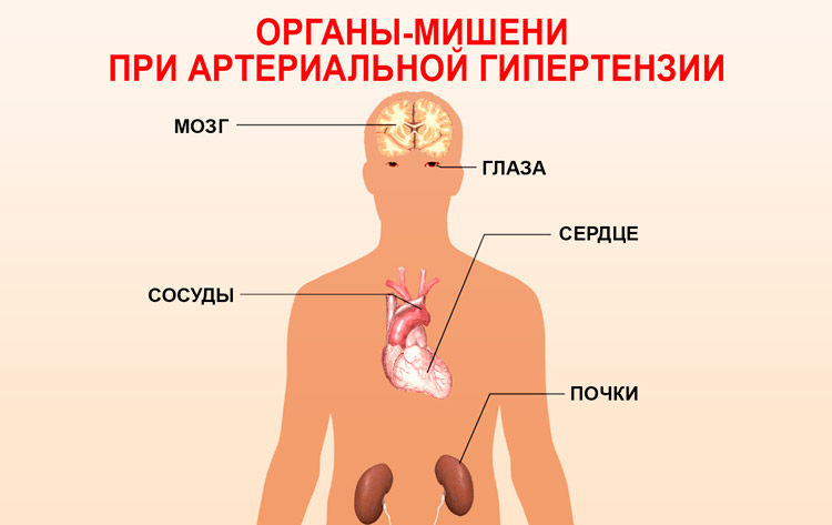 5 органы мишени